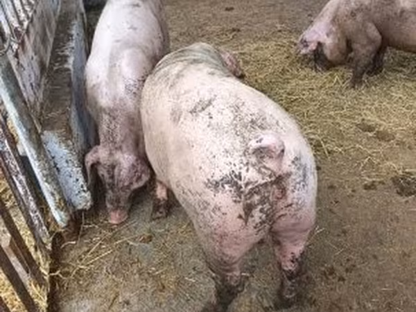 Boar, Крупная белая