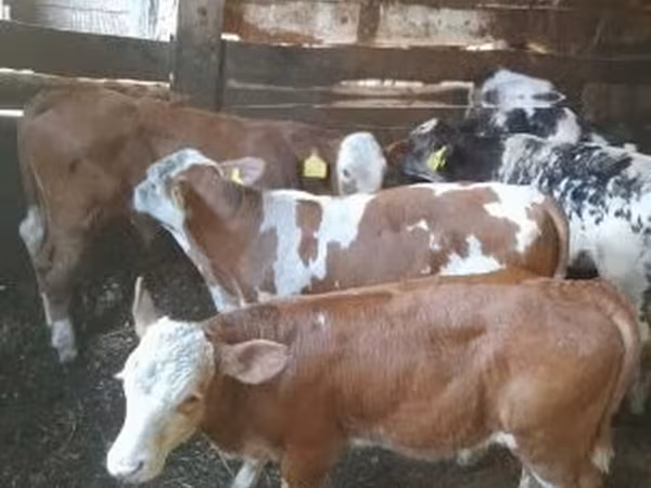 Бұқа, Simmental cattle — Венгрия