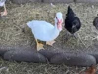 Ducks — 3. fotó
