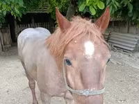 Horse (M), Horses — photo 2