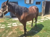 母马, Horses — 照片 4