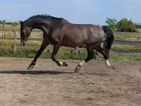公马, Dutch warmblood horse — 照片 1