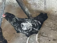 أميروكانا — الصورة 3