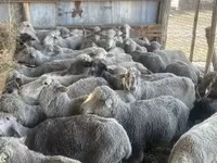 母羊, Sheep — 照片 3