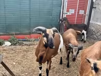 Kos, Cameroon sheep — 3. fotó