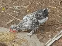 Chickens — الصورة 3