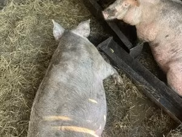 Süldőanya, Sertések — Magyarország