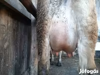 母牛, Jersey breed — 照片 6