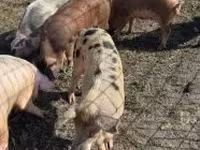 Boar, Pigs — photo 5