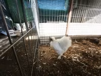 Silkie — 3. fotó