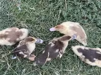 Ducks — foto 3