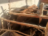 Vaca, Ganado vacuno — foto 2