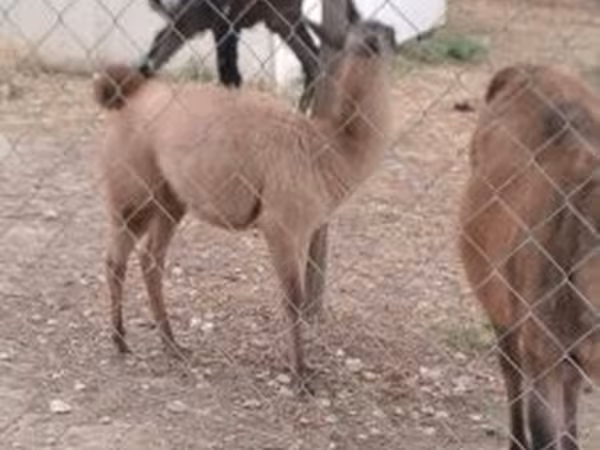 Horse (M), Horses — Hungary