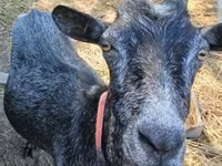 Goat, Goats — photo 5