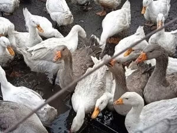 Ducks — Magyarország