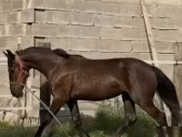 Mare, Horses — photo 2
