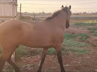 母马, Mugalzhar horse — 照片 1
