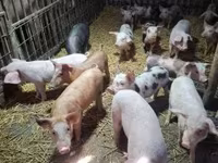 Säue, Schweine — Foto 4