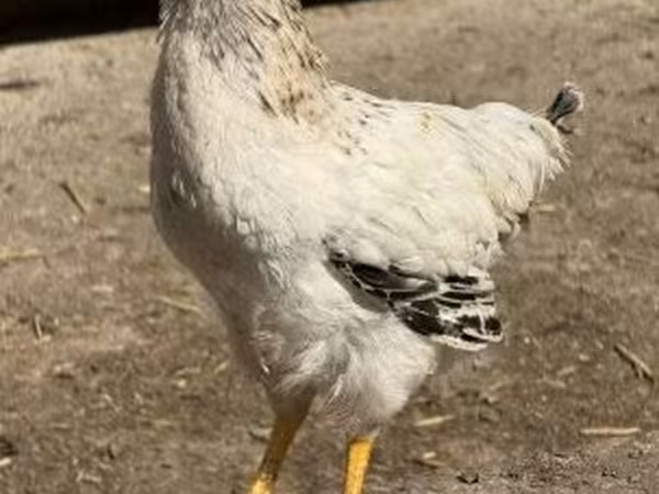 Chickens