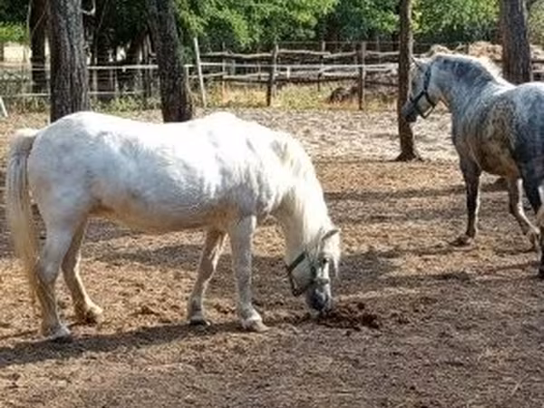 Mare, Horses