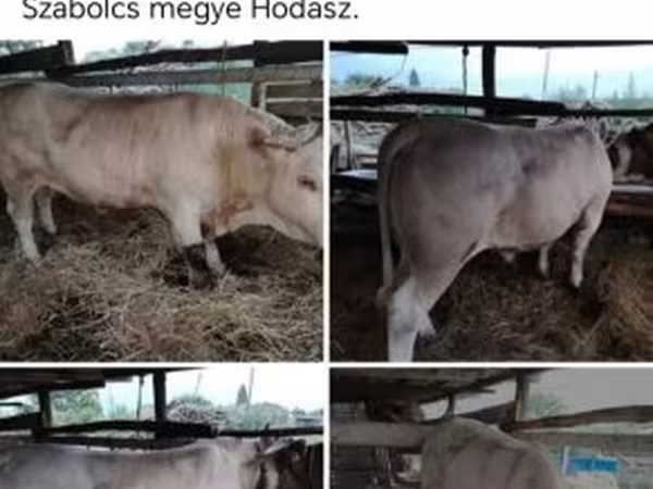 Bika, Szarvasmarhák