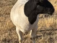 公羊, Dorper sheep — 照片 3