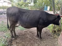 Vaca, Swiss cattle — foto 2