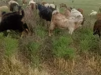 عنزة, الماعز — الصورة 2