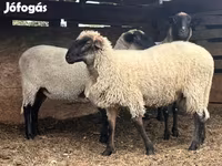 Kos, Tsigai sheep — 3. fotó