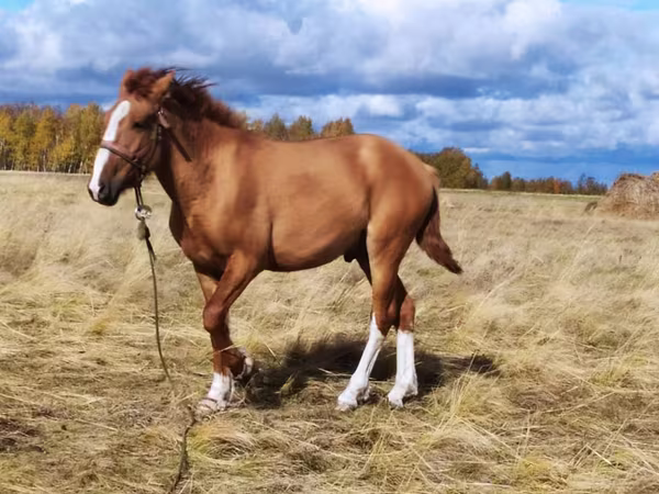 Yegua, Caballos