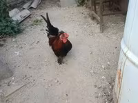 Chickens — फ़ोटो 2