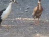 Ducks — 照片 4