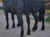 Cheval, Chevaux — photo 1