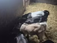 公山羊, Nubian Goat — 照片 2