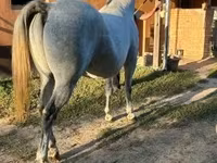 公马, Lipizzaner — 照片 3