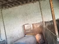 公猪, Pigs — 照片 4