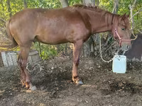 Koń, Kazakh horse — zdjęcie 3