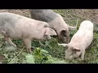 सूअर (लॉट, लिंग निर्दिष्ट नहीं), सूअर — फ़ोटो 4
