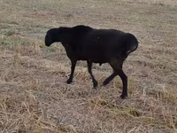 Carneiro, Blackheaded Persian sheep — foto 5