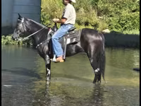 Égua, Tennessee Walking Horse — foto 7