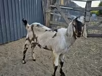 Kozel, Nubian Goat — foto 2