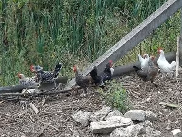 Chickens — Maďarsko