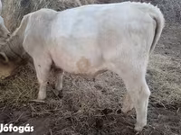 Bika, Charolais cattle — 3. fotó
