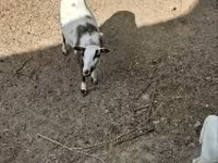 Kos, Cameroon sheep — 4. fotó