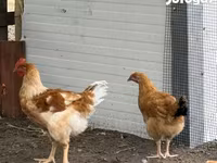 Chickens — الصورة 3