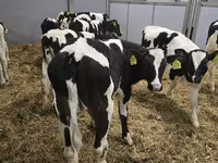 Bika, Russian Black pied cattle — 2. fotó
