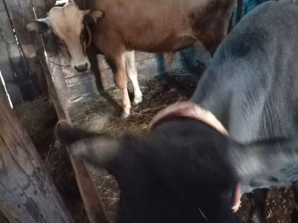Cattle (batch, sex not specified), Cattle