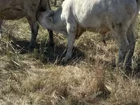 Bulle, Rote hornlose Kuh — Foto 5