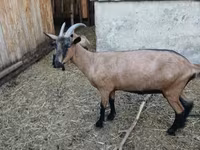 Nőstény kecske, Alpine goat — 1. fotó