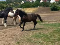 Hing, Hucul pony — 1. fotó